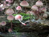 mycena haematopus